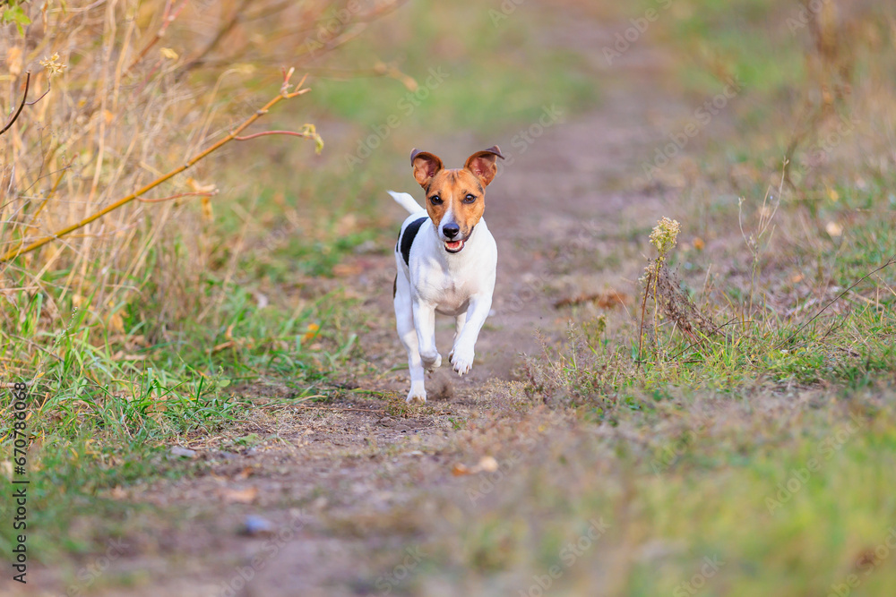 A cute Jack Russell Terrier dog runs along the path towards a man. Pet portrait with selective focus and copy space