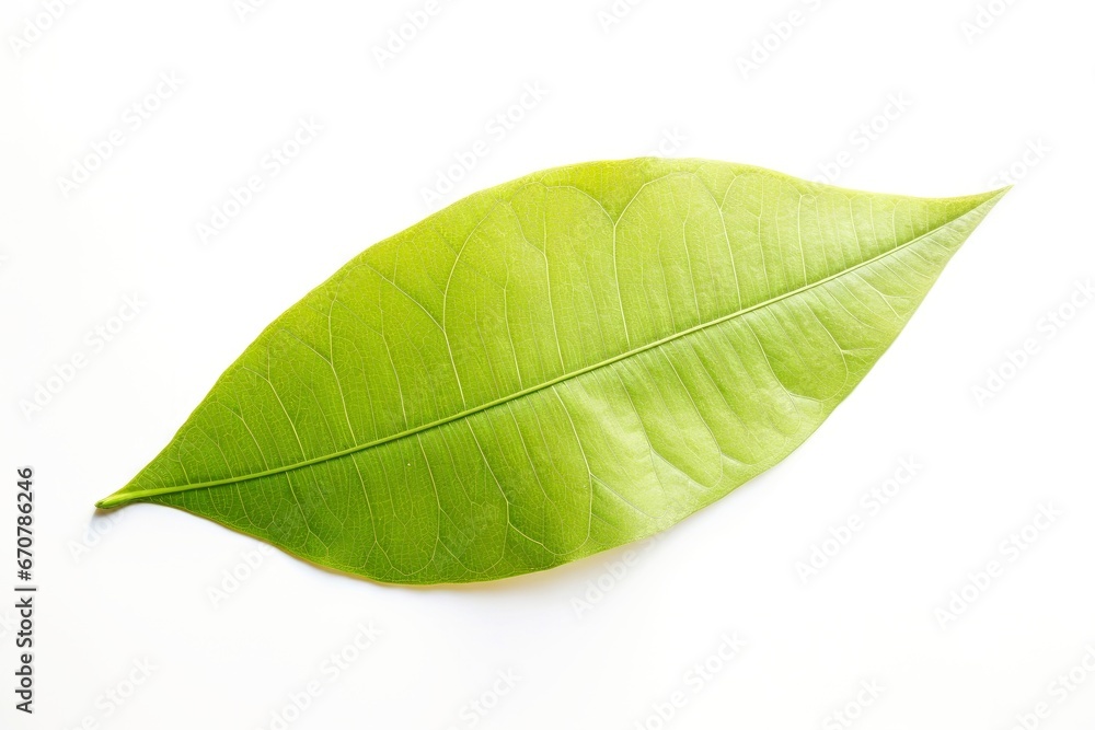 Obraz premium Green leaf isolated on white background