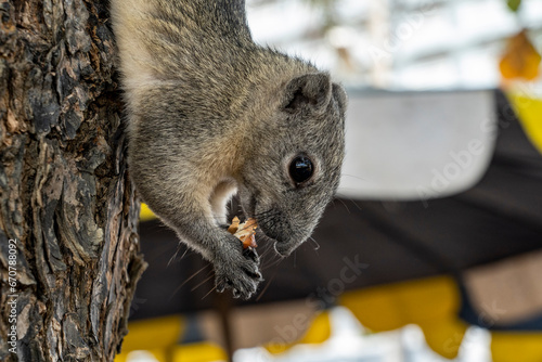 A squirrel hangs head down, clinging to a tree trunk with its hind paws and holding a nut in its front paws that it is eating. Finlayson's squirrel lives in Cambodia Laos Myanmar Thailand and Vietnam. photo