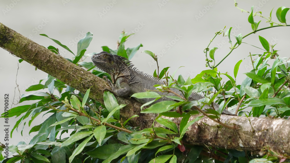 black spiny-tailed iguana bobbing its head while resting on a branch