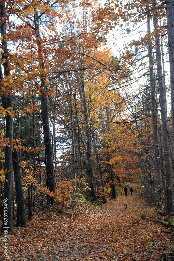 Obraz premium Fall landscape with colorful trees in forest