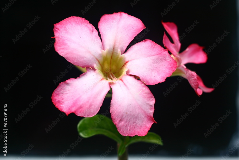Adenium obesum, more commonly known as a desert rose, is a poisonous species of flowering plant belonging to the tribe Nerieae of the subfamily Apocynoideae of the dogbane family, Apocynaceae Adenium obesum, more commonly known as a desert rose, is a poisonous species of flowering plant belonging to the tribe Nerieae of the subfamily Apocynoideae of the dogbane family, Apocynaceae