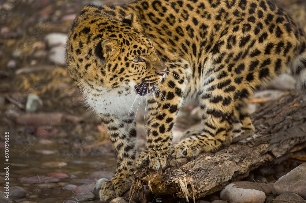 Amur Leopard Amur Leopard