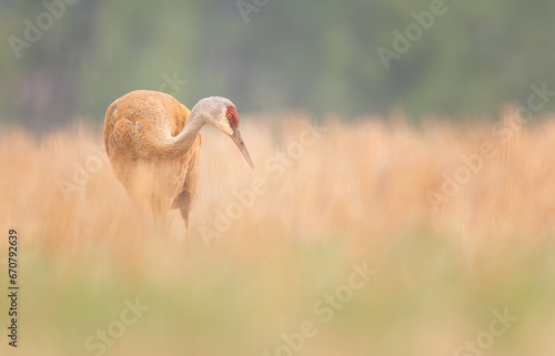 A sandhill crane feeding in a field  photo