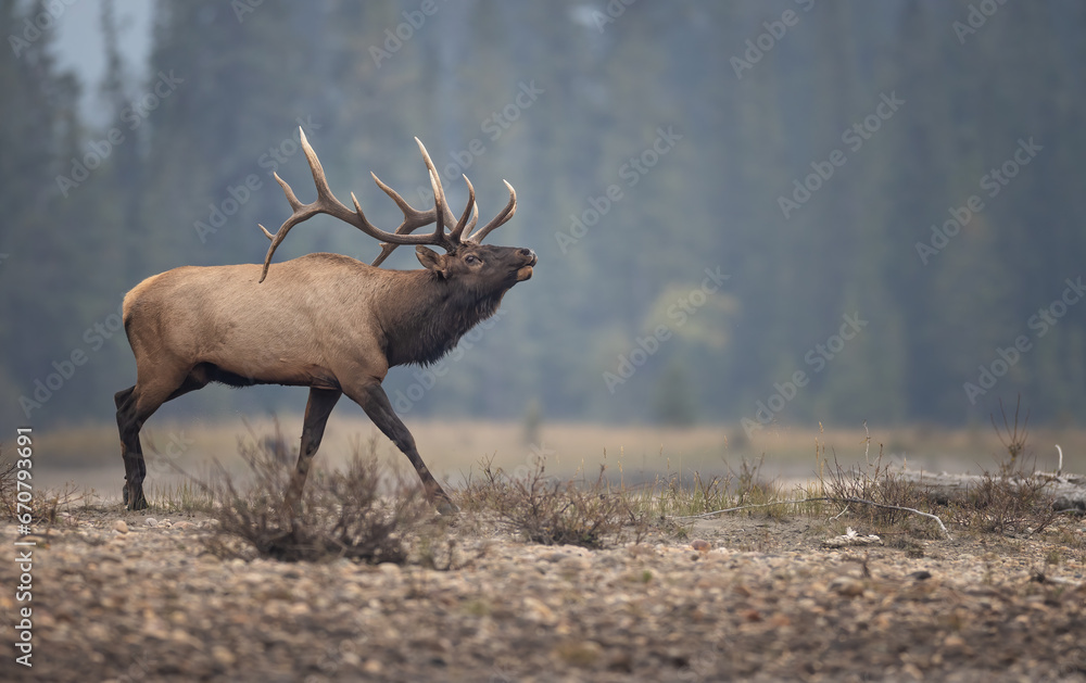 Obraz premium Bull elk during rut