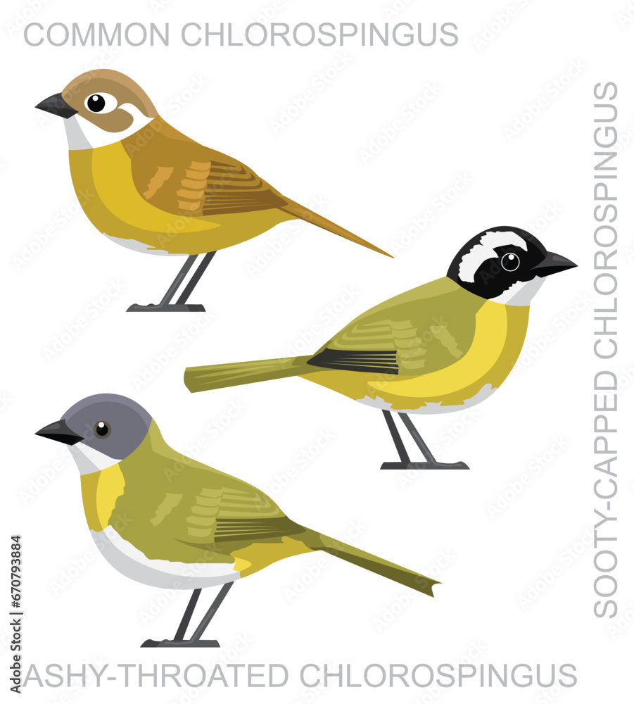 Fototapeta premium Cute Bird Chlorospingus Sparrow Set Cartoon Vector