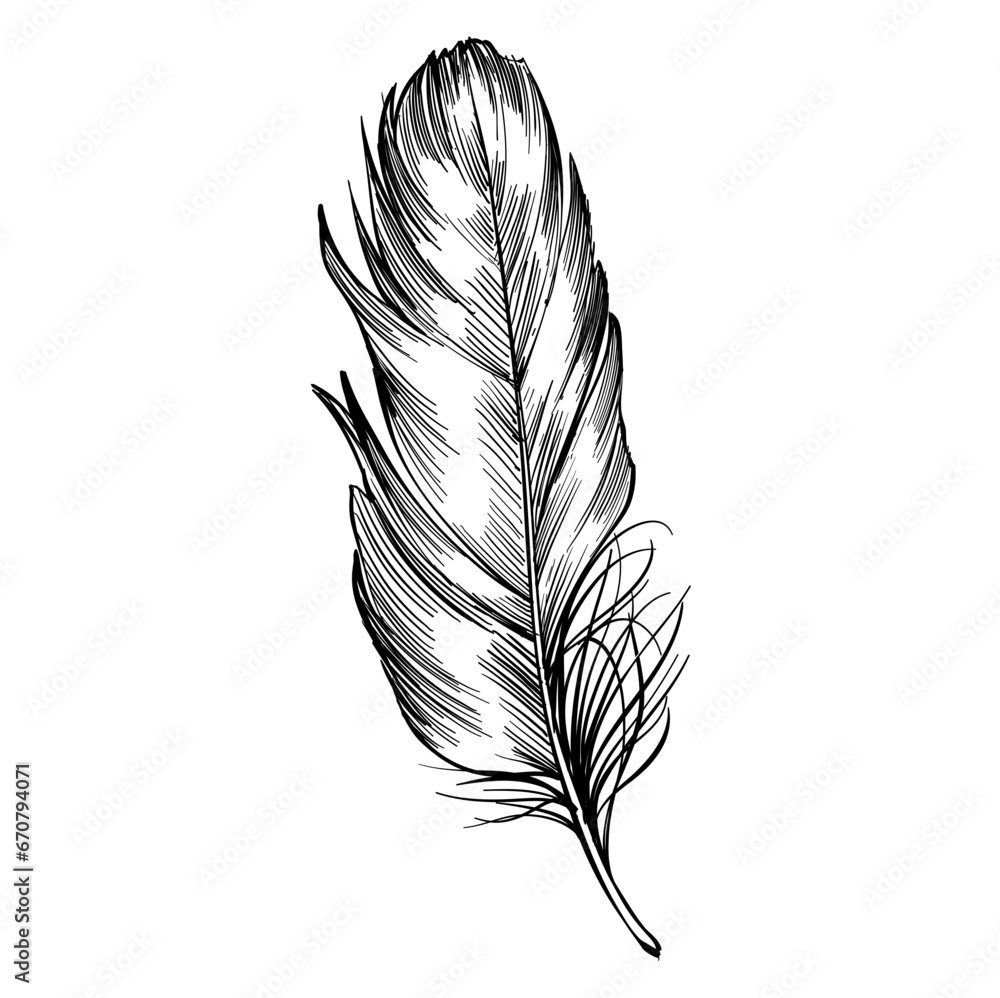 feather hand drawn illustration - obrazy, fototapety, plakaty 