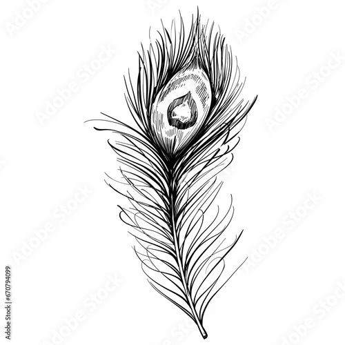 feather hand drawn illustration