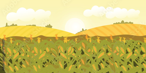 Corn field on summer day