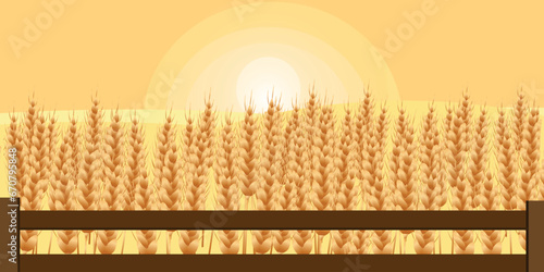 Beautiful wheat field on summer day