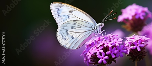 A purple flower of Verbena bonariensis is the backdrop for a white butterfly specifically Pieris rapae in a close up view photo