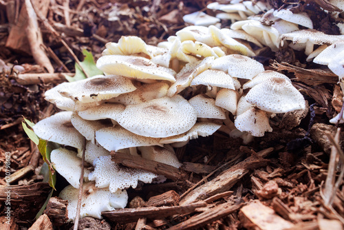 In autumn forest, one can see large group of mushrooms growing on sawdust beds known as Pholiota aurivella.