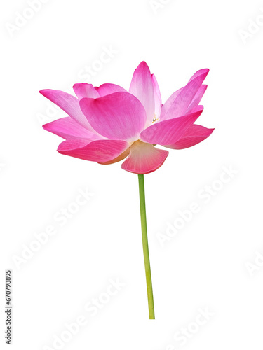 Waterlily  Pink lotus  blooming. png. Isolated on a white background.  clipping path  