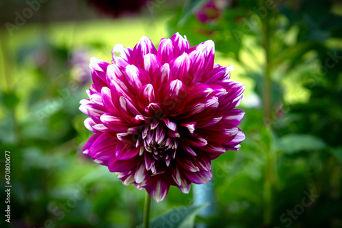 dahlia flower