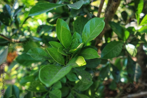 close up shot of aglaia leaves beautiful color © Riska