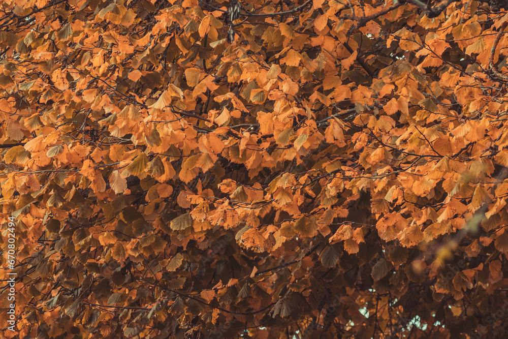 Beautiful autumn background with orange foliage. Beautiful autumn background with orange foliage.