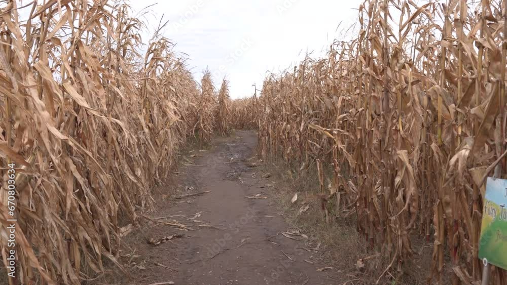 People walking through a corn maze People walking through a corn maze