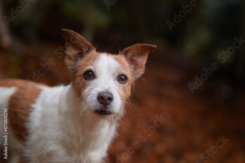 Dog in Forest. A curious Jack Russell Terrier dog peers over a rock, surrounded by forest foliage, embodying the spirit of adventure and exploration