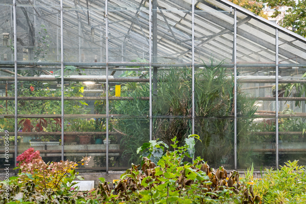 Glass greenhouse in botanical garden with different plants flowers. Orangery, flower hothouse with organic greens rare plants growing in close ground. Plant selection, species conservation concept.