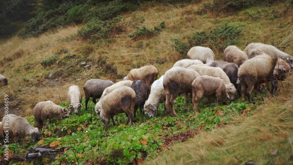 Sheep grazing in an autumn meadow near the forest, white woolly animals calmly eating grass. Animal in nature Sheep grazing in an autumn meadow near the forest, white woolly animals calmly eating grass. Animal in nature