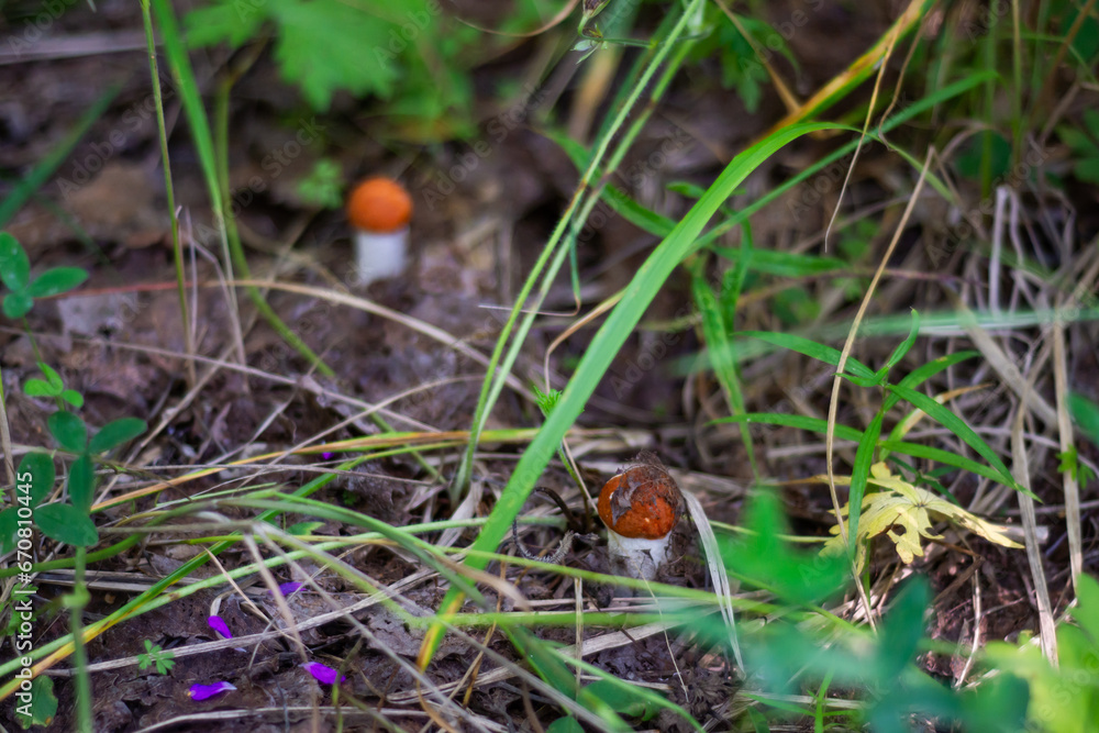 Mushrooms. Podosinovik. Gifts of the forest. Gifts of nature. Fresh aspen trees have grown in the forest. Mushrooms. Podosinovik. Gifts of the forest. Gifts of nature. Fresh aspen trees have grown in the forest.