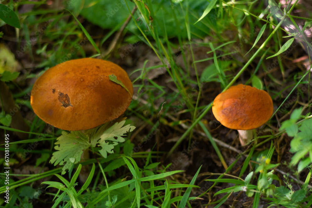 Mushrooms. Podosinovik. Gifts of the forest. Gifts of nature. Fresh aspen trees have grown in the forest. Mushrooms. Podosinovik. Gifts of the forest. Gifts of nature. Fresh aspen trees have grown in the forest.