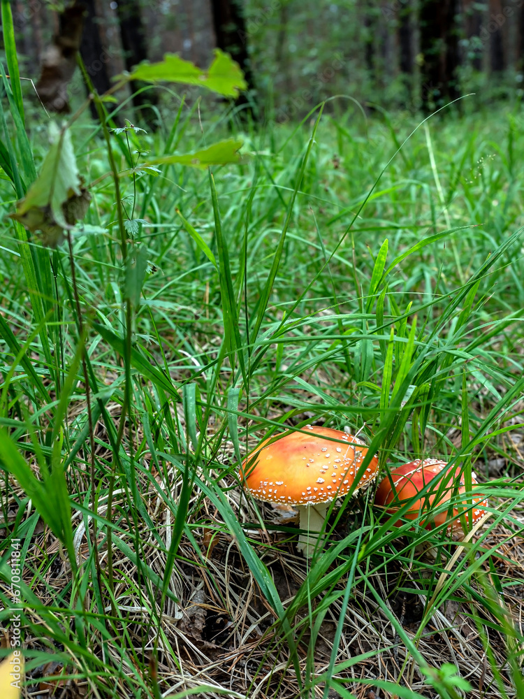 bright red fly agaric in the forest among green grass bright red fly agaric in the forest among green grass