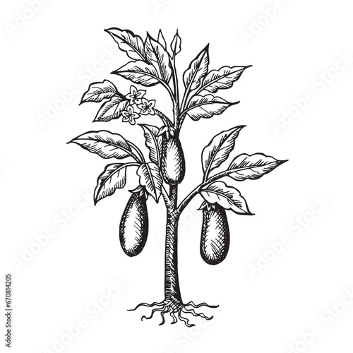 Hand drawn sketch illustration of egg plant tree