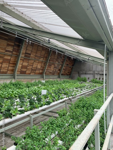 Canvas Print an indoor hydroponic vegetable farm that grows a variety of fresh vegetables