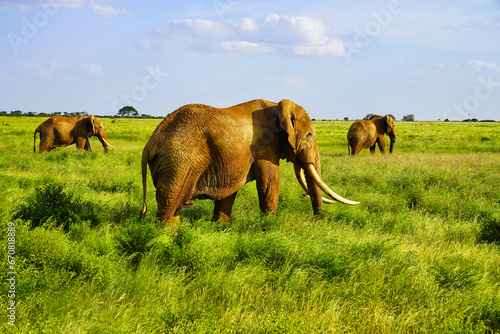 Three majestic adult elephants cross the Savanna at Tsavo East National Park  Kenya  Africa