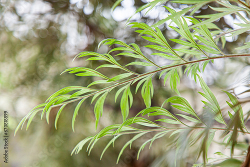 rosemary leaf nature herb