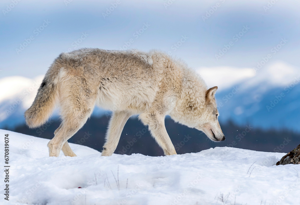 Obraz premium Arctic Tundra Wolf