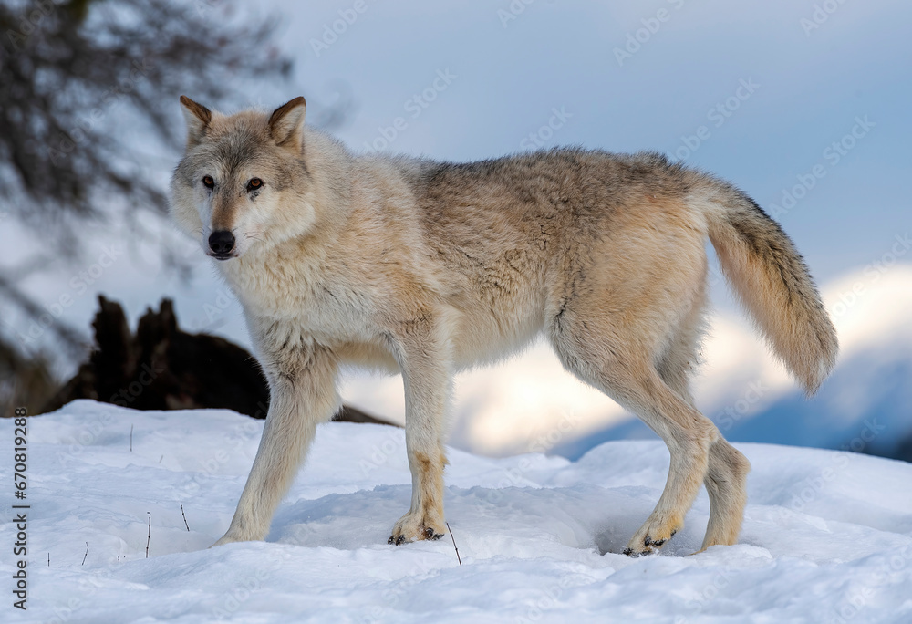 Fototapeta premium Arctic Tundra Wolf