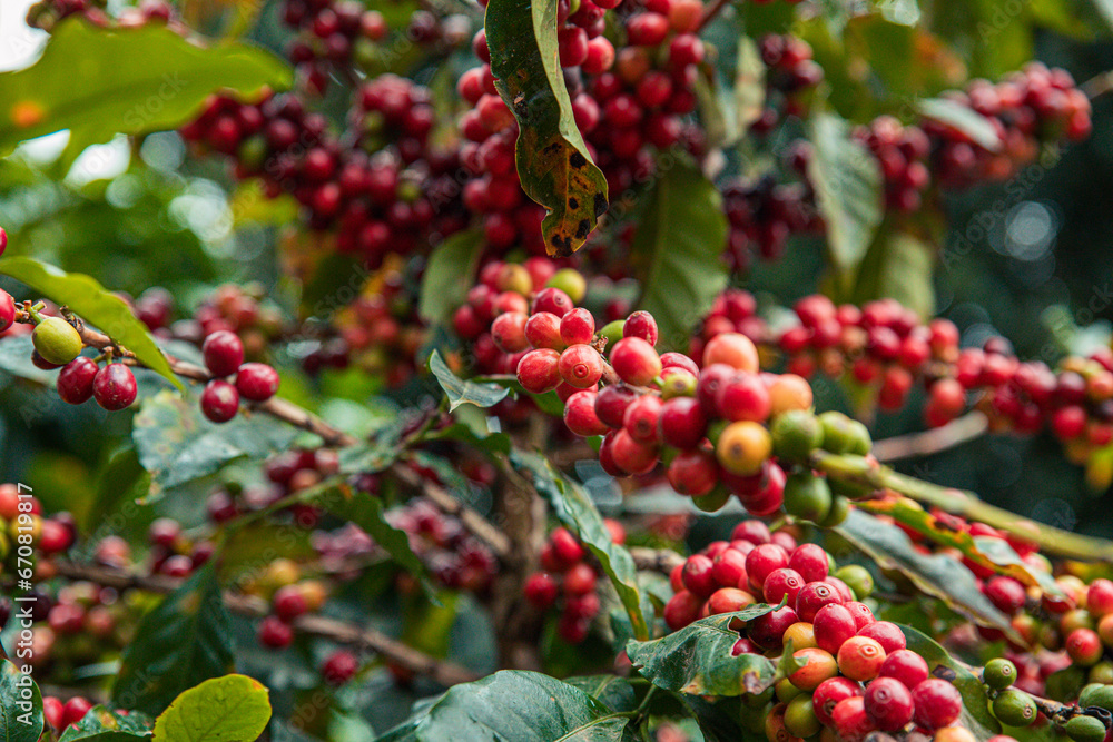 Berries of Arabic coffee on the branch of coffee plant in the coffee plantation in Boquete region, Panama - obrazy, fototapety, plakaty 