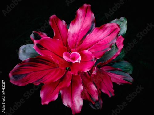 Close-up photo of the Cordyline Red Sister plant, also known as a Ti plant, from the Cordyline plant family with dark pink leaves on a black background