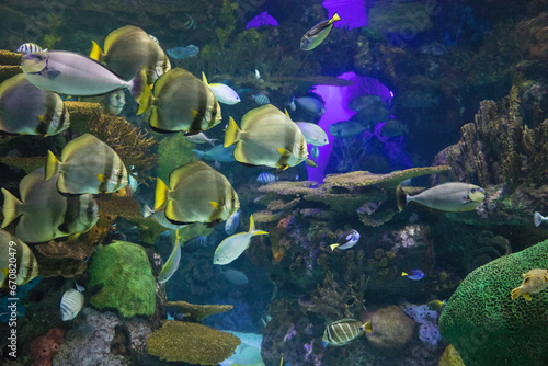 Fototapeta Naklejka Na Ścianę i Meble -  Beautiful view of the underwater world