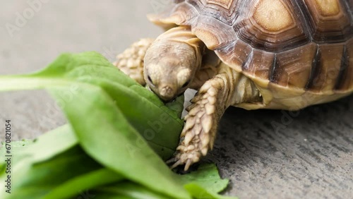 African Sulcata Turtle Tortoise herbivore reptile eating leaf leaves, cute friendly pet