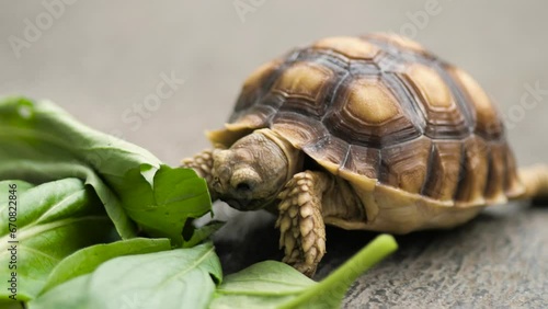 African Sulcata Turtle Tortoise herbivore reptile eating leaf leaves, cute friendly pet