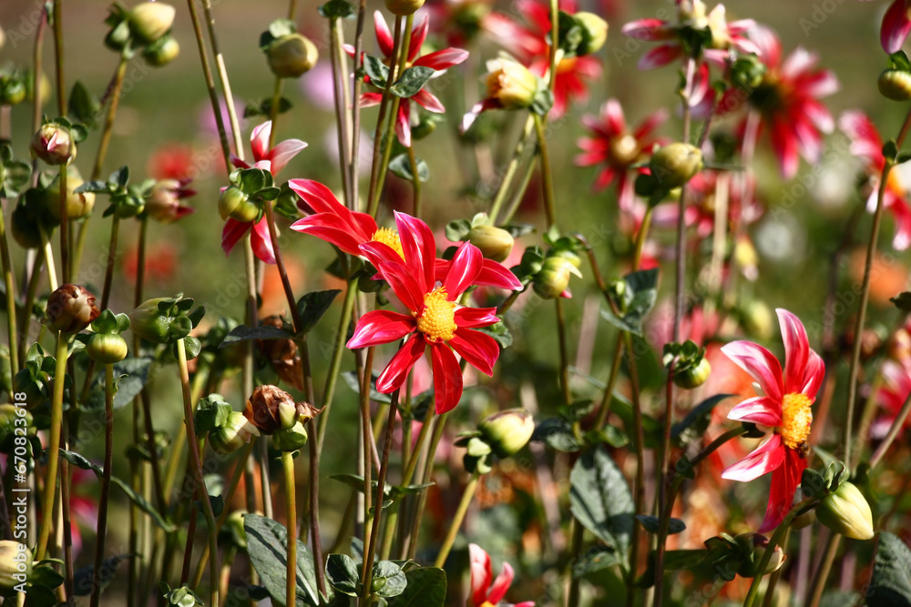 Sunny autumn day. The dahlia blossoms in bright flowers with white-red petals and the yellow middle. Sunny autumn day. The dahlia blossoms in bright flowers with white-red petals and the yellow middle.