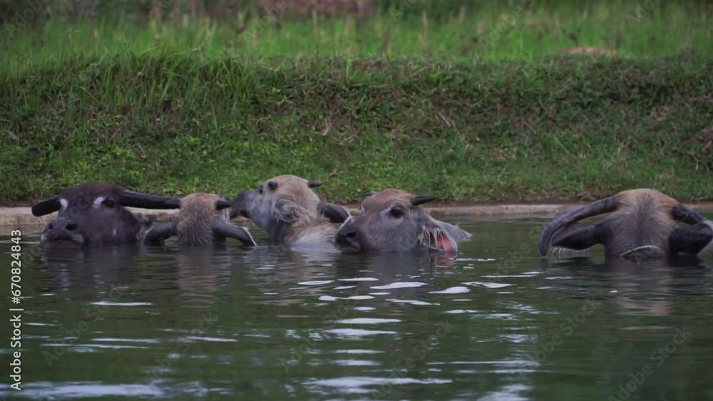 Natural buffalo inside of water at conservation park, no people Natural buffalo inside of water at conservation park, no people