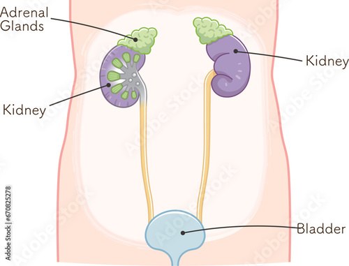 腎臓、kidney 、尿管、膀胱、bladder、イラスト、illustration