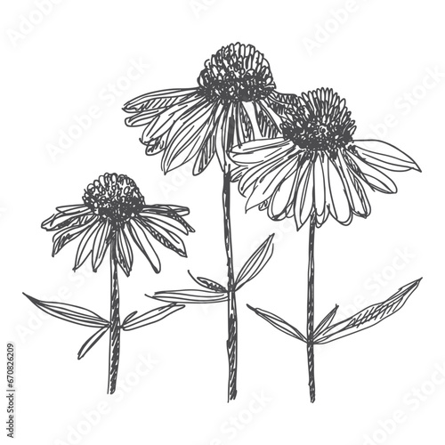 Echinacea flowers vector illustration sketch clipart isolated on white background