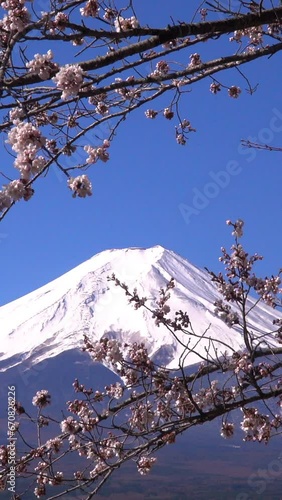 青空と富士山と満開の桜 / 縦構図動画
