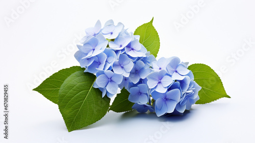 Hydrangea with white background and spotlight for advertise and presentation in front view. Created using generative AI.