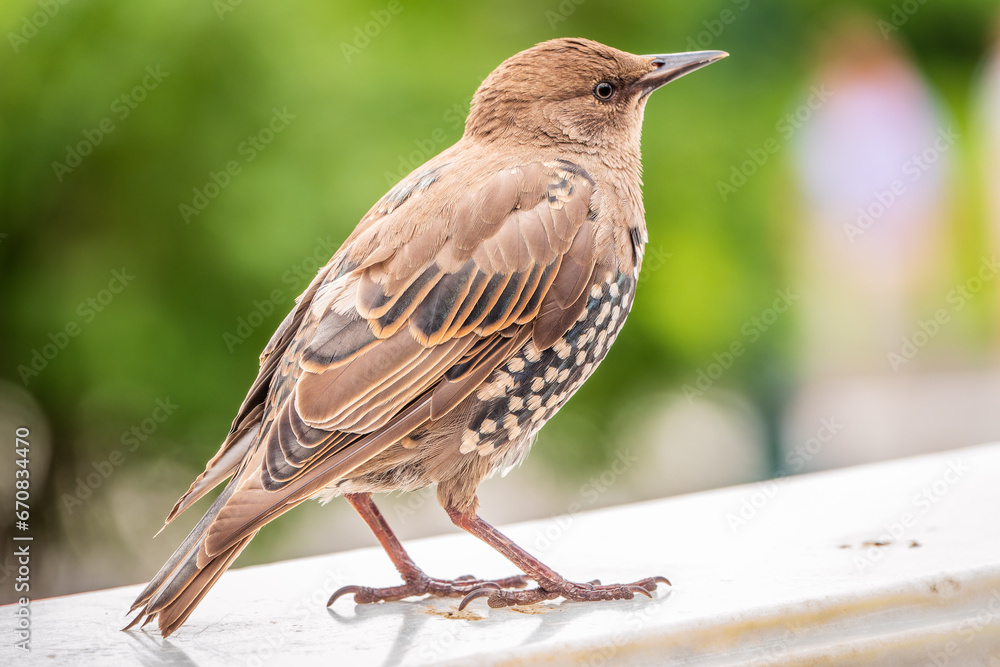 The common starling or Sturnus vulgaris or the European starling. Sitting on the fence in the garden in springtime. The common starling or Sturnus vulgaris or the European starling. Sitting on the fence in the garden in springtime.