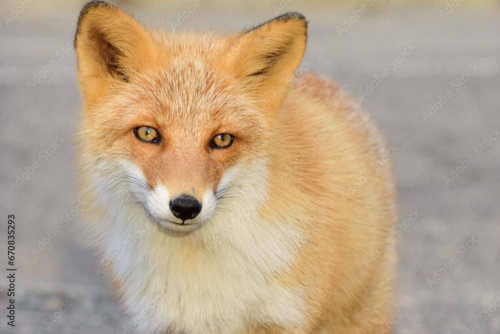 Fototapeta premium red fox vulpes