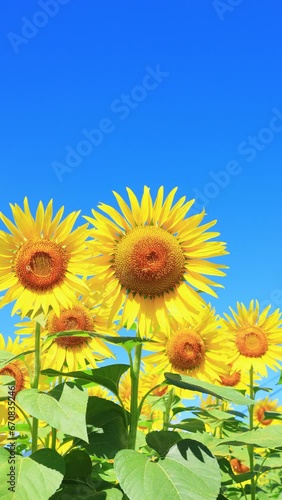 vertical video of field of sunflowers against sky	