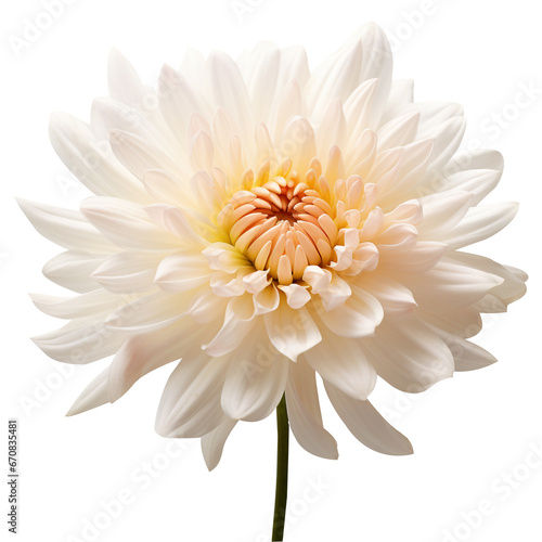 Wallpaper Mural Chrysanthemum flower png Chrysanthemum png flower png beautiful flower png Chrysanthemum flower transparent background Torontodigital.ca