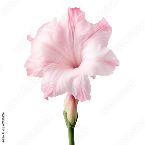 Gladiolus flower png Gladiolus png flower png iris family flower png beautiful flower png Gladiolus flower transparent background photo