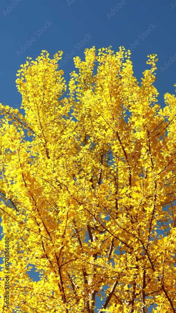 vertical video of autumn leaves in the wind vertical video of autumn leaves in the wind